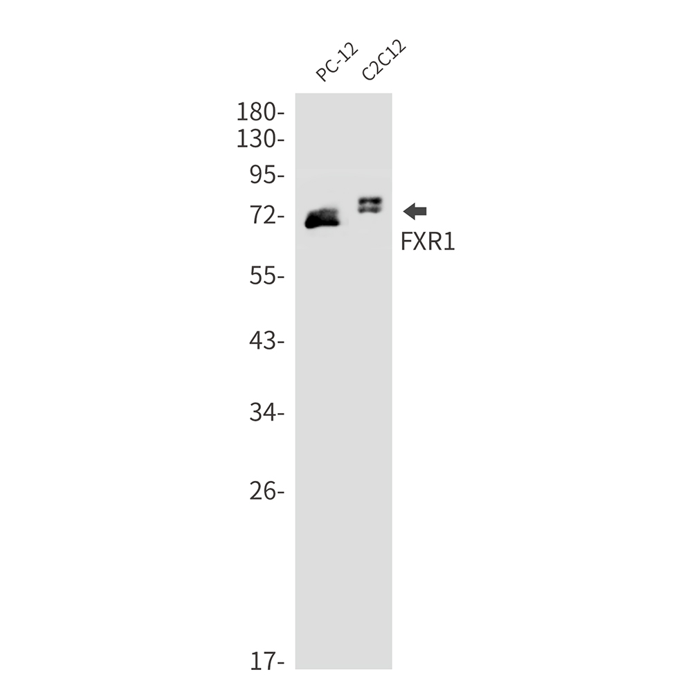 FXR1 Rabbit mAb